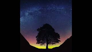 Sycamore Gap  Mike Turnbull [upl. by Avram]