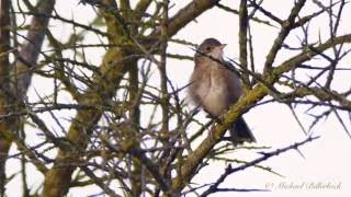 Juvenile Common Whitethroat Sylvia communis  Junge Dorngrasmücke [upl. by Vincents]