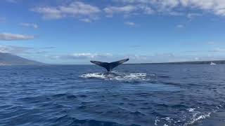 Maui Whale Watch 2024 [upl. by Tonkin]