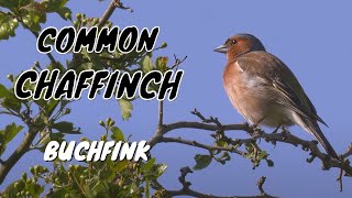 Chaffinch Alarm Call birds birdsounds [upl. by Nyliac]