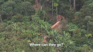 Uncontacted Amazon Tribe First ever aerial footage [upl. by Seto]