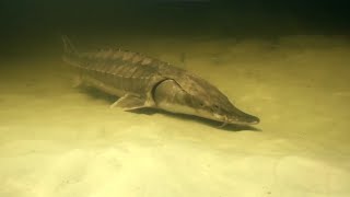 Restoring European Sturgeon  Rewilding The Sea [upl. by Novi]