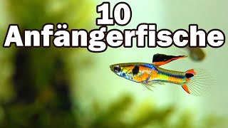 10 Anfängerfische für das 60cmAquarium 73 [upl. by Gayle]