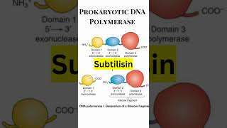 REPLICATION DNA Polymerases in Prokaryotes for various Biology Exams feedshorts biologyshorts [upl. by Nylehtak]