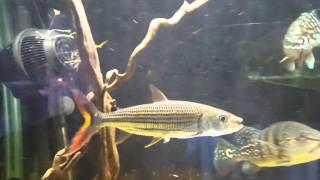 Vittatus African tiger fish eating pellets [upl. by Latsyrd]