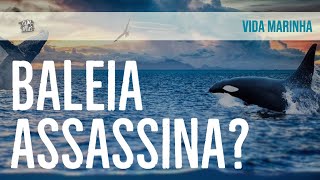 O ataque de ORCAS a uma baleia JUBARTE na costa do Rio de Janeiro [upl. by Ohare715]