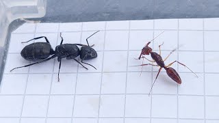 Odontomachus rixosus China vs Camponotus vagus Russia 25082023 [upl. by Eizle]