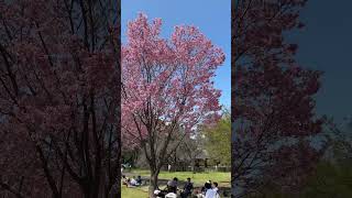 Cherry blossom viewing at Tokyo Metropolitan Koganei Park It was too early 都立小金井公園でお花見。少し早すぎました。 [upl. by Nahsad]