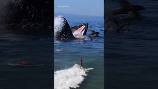 Surfers Approach Giant Whales Up Close [upl. by Aitak]