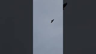 Common Buzzard bird of prey circling for its next meal [upl. by Rednasyl]