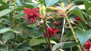 Florida Anise Evergreen Exotic and Winter Hardy [upl. by Ydissac463]