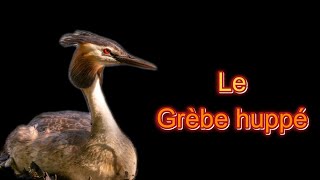 Le grèbe huppé [upl. by Eta890]