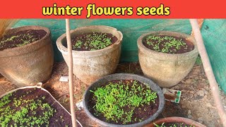 How to grow winter flower seeds [upl. by Jilli]