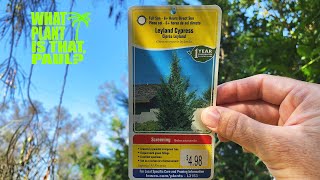 LEYLAND CYPRESS  is a FASTGROWING Coniferous EVERGREEN TREE that makes a GREAT SCREEN [upl. by Muffin]