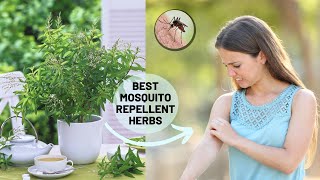 12 Herbs That Keep Mosquitoes Away  Best Mosquito Repellent Herbs [upl. by Goldina173]