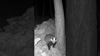 Un tasso incuriosito dalla fototrappola trailcam animali fototrappola shorts [upl. by Arvind]