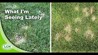 Lawn Disease 2020 Pythium vs Dollar Spot Pictures and Identification Strategies [upl. by Ellinnet492]