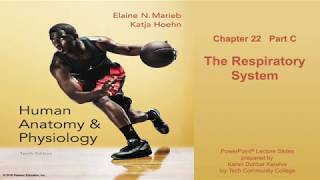 Anatomy and Physiology Chapter 22 Part C lecture Respiratory System [upl. by Richman9]