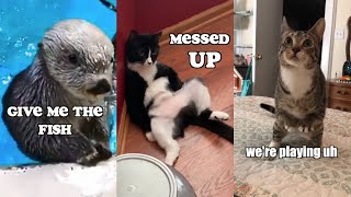 Funny Animal Voiceover Compilation Part 4 klrdubs TikTok [upl. by Adnahs]