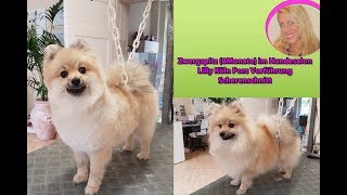 Hundesalon Lilly Pomeranian Zwergspitz schneiden Hundefriseur Groomer [upl. by Victorine]