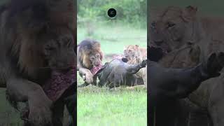 Lions Feast on a Buffalo Kill in the Serengeti safarisightings africannationalpark [upl. by Lladnarc]