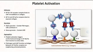 Hemostasis Lesson 2  Platelet Activation and Aggregation [upl. by Jolda335]