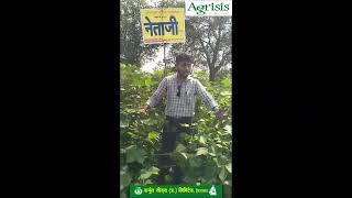 Kurnool Seeds Hybrid Cotton  Netaji Gold Neo1653 BG II hybridcotton bigboll [upl. by Electra341]