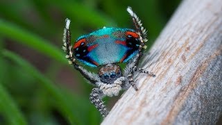 Peacock Spider 10 Maratus avibus [upl. by Wardle]