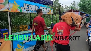 Bantengan Lembu Ladik mberot [upl. by Hahnert168]