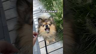 Grass 0 Kahlua 1 🌱 funnyanimls pomeranian [upl. by Adnawed]