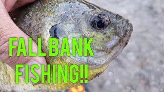 Fall Bank Fishing for Blugill [upl. by Crary]