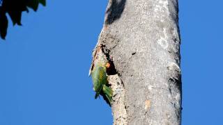 Bluenaped Parrot Philippine endemic Bird [upl. by Morty]