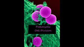 Prokaryotic Cell Division  Concepts of Biology 64 English Reading Only [upl. by Benzel]