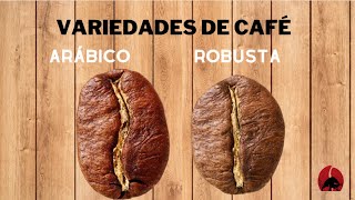 CAFÉ ÁRABICO  CAFÉ ROBUSTA [upl. by Celestyna]