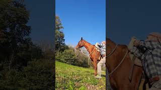 come salire a cavallo con capriola  monta al volo  cavallo  quarter horse [upl. by Riabuz]