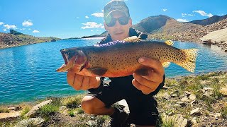 Fishing Three Alpine Lakes in One Day for Big Colorado Cutthroat Trout Plush a Catch and Cook [upl. by Etnor]