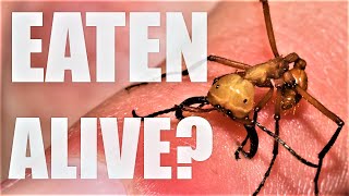 Can Army Ants Eat People The Truth about Killer Ants [upl. by Candless]