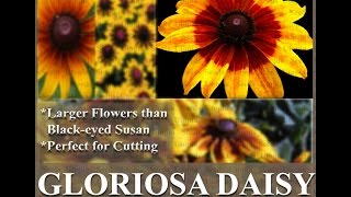 Gloriosa Daisy Daisy Seed  Rudbeckia gloriosa FLOWER SEEDS on wwwMySeedsCo [upl. by Lemmuela]