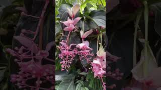 Medinilla magnifica 宝莲花 [upl. by Lenno]