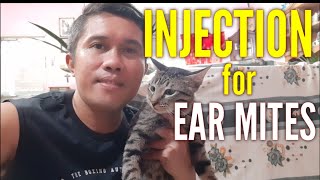 Ang Mabisang Gamot Sa Ear Mites Ng Pusa 181 [upl. by Htidra]