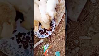 Street Puppies Food 😁😁😁 shortsfeed doglover animals puppies viralshorts youtubeshorts dog yt [upl. by Aisek272]