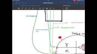 Lecture 5  higher control of stretch reflex golgi tendon organ [upl. by Wilhide]