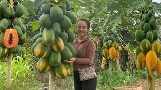 Harvesting papaya fruit gardens to sell at the market garden amp cook [upl. by Larred]