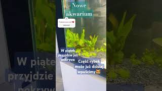 NOWE AKWARIUM😻 akwarium akwarystyka aquarium fishes [upl. by Rodrigo]