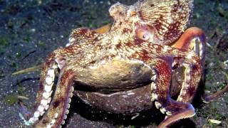 Octopus Tool Use The Worlds Smartest Invertebrate [upl. by Lilllie]