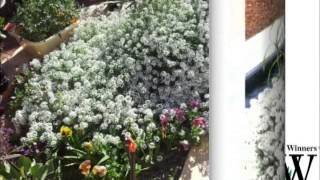 Heat and frost tolerant plants for gardens  Snow Princess Aussie Winners [upl. by Llewen30]