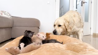 Golden Retriever Reacts to Baby Kittens in his Bed [upl. by Adiaz]