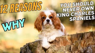 12 Reasons Why You Should NEVER Own a Cavalier King Charles Spaniel 😱🐾 [upl. by Clari]