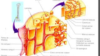 Cours Physio osseuse [upl. by Esch]