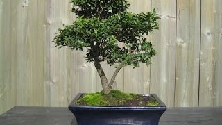 WOW  Ilex Holly Bonsai Tree [upl. by Cheung413]